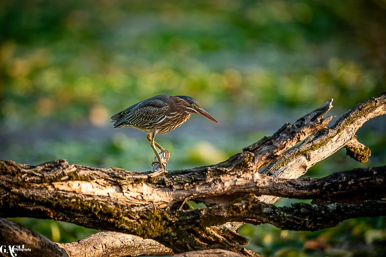 A bird with a long beak and brown and black feathers perched on a fallen tree branch in a green natural environment.