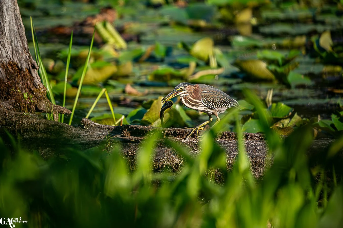 A green heron stands on a log in a pond, holding a fish it has caught in its beak, surrounded by green aquatic plants.