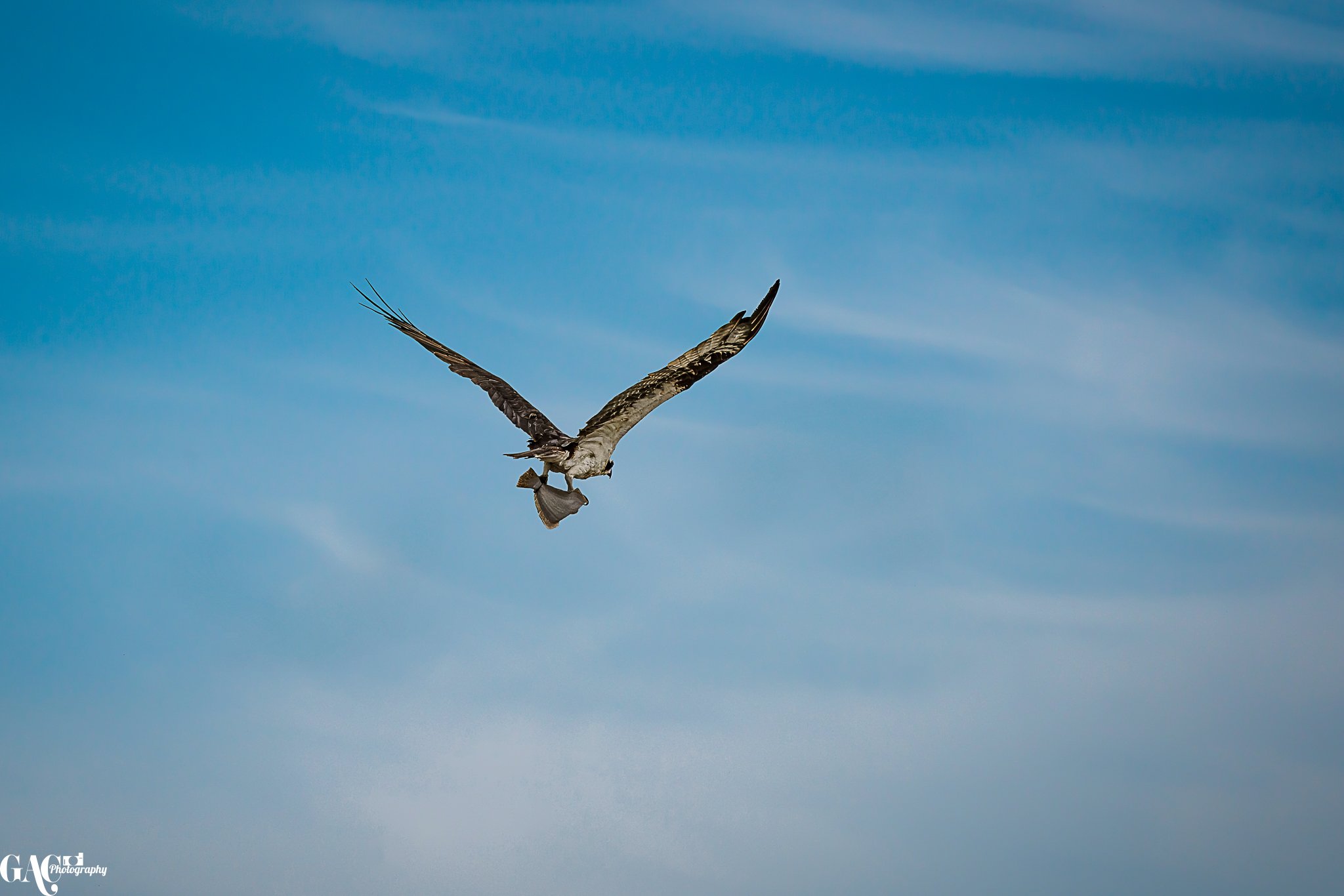An osprey flying in the sky with a fish in its talons.