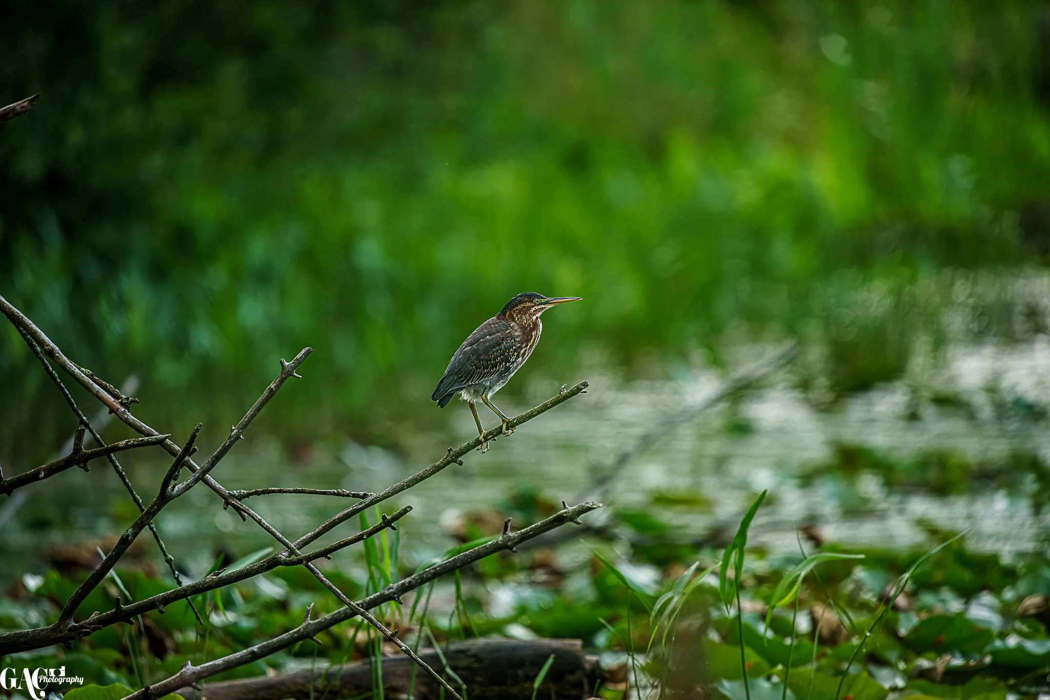A heron standing on a branch over a green, leafy wetland area with water and grass in the background.