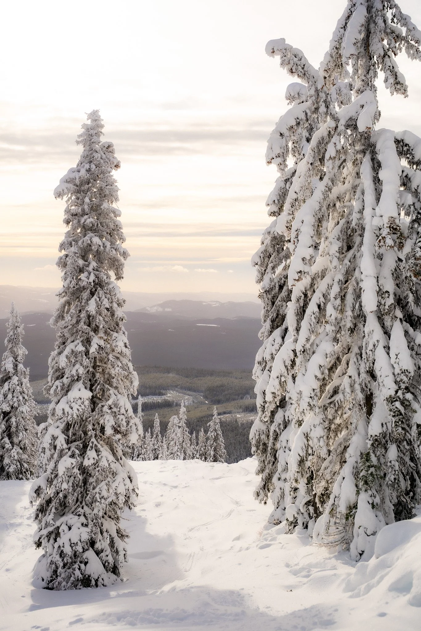 Snow-covered pine trees in a winter landscape with a cloudy sky and distant mountains or hills.