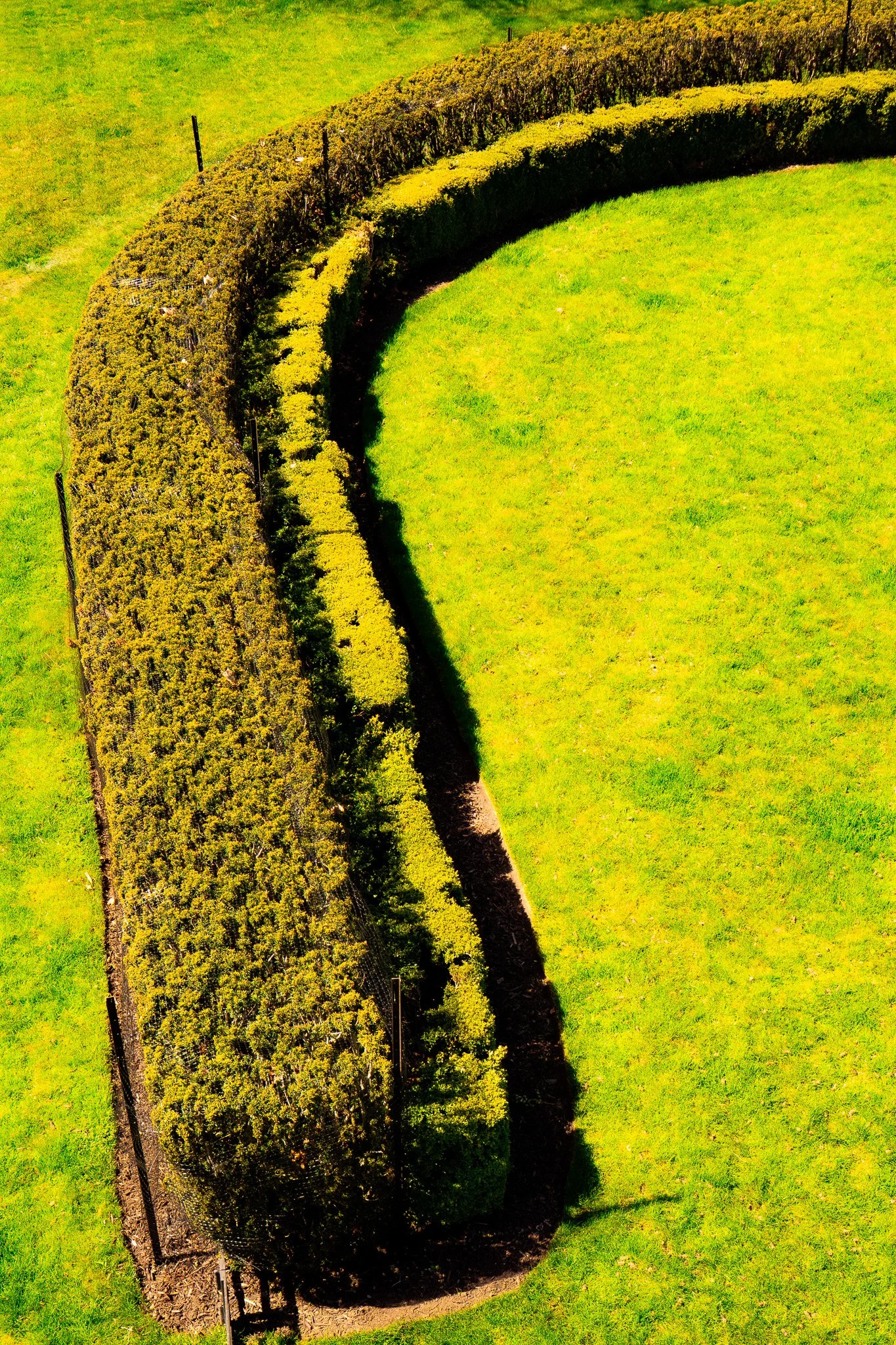 Curved green hedge surrounding a lawn area.