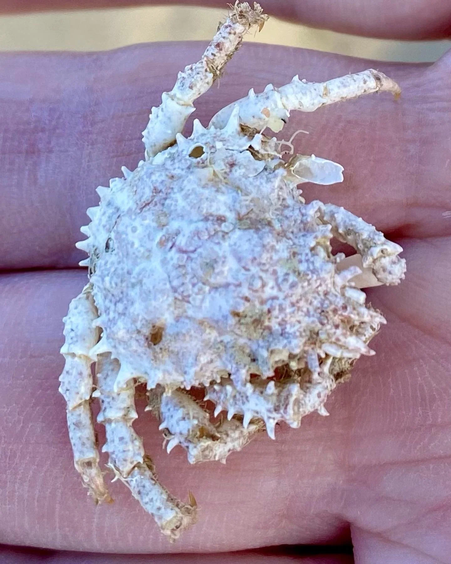 BLOG 2:11:2022 Sea Creature Beauty1.JPG