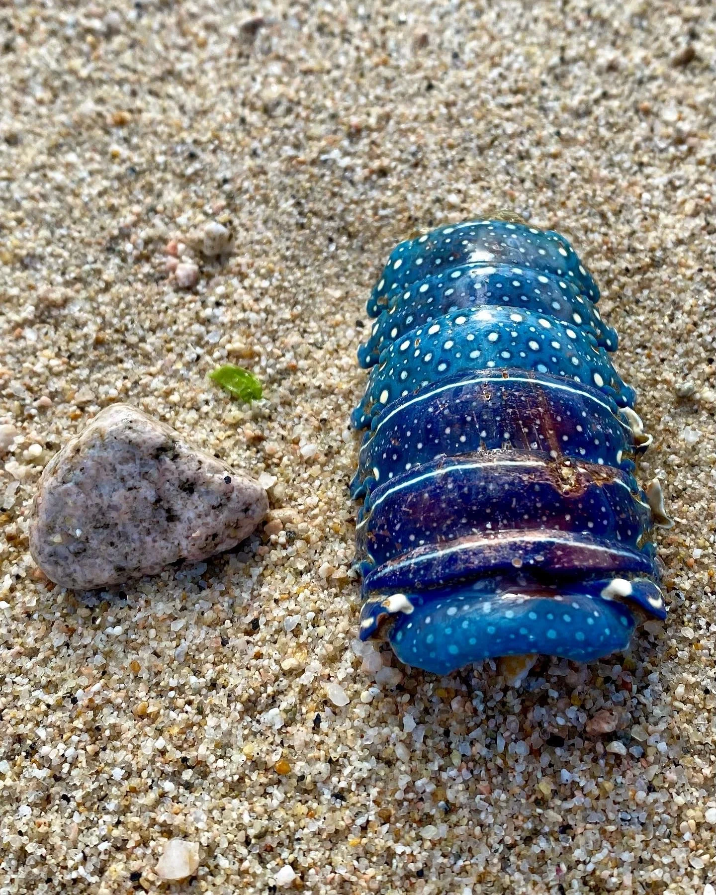 BLOG 2:11:2022 Sea Creature Beauty2.JPG