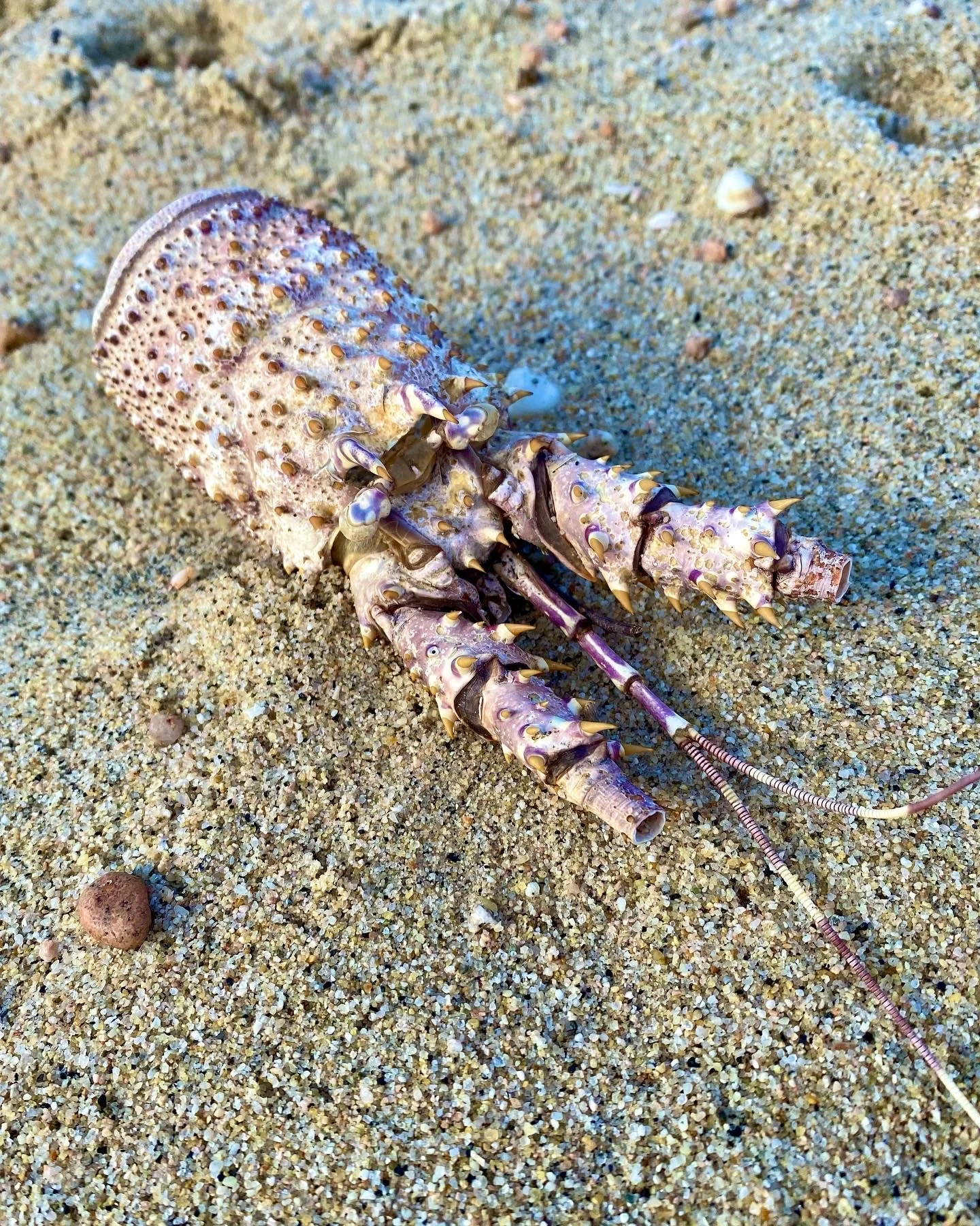 BLOG 2:11:2022 Sea Creature Beauty3.JPG