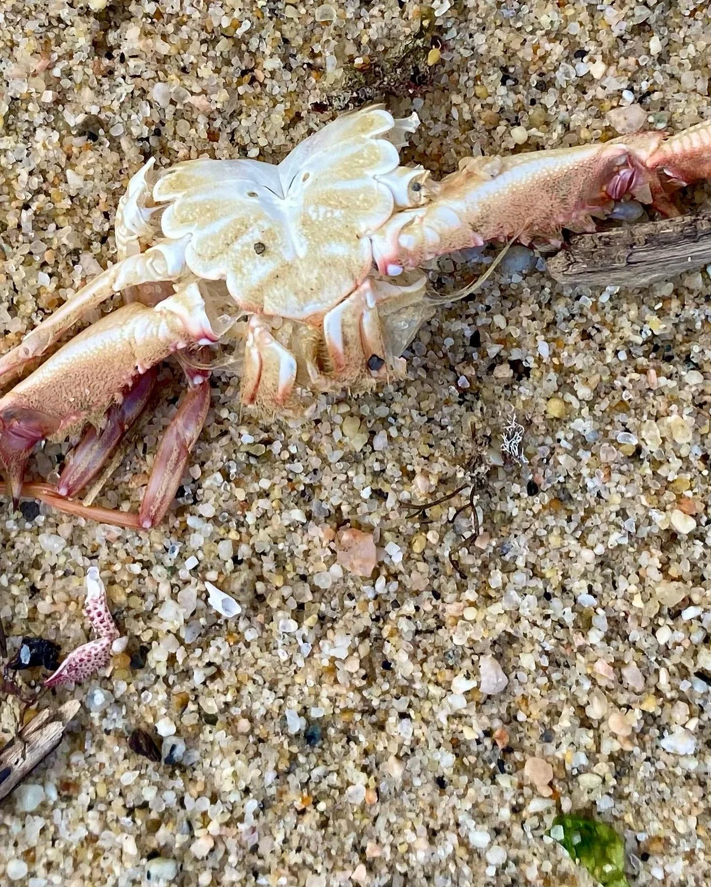 BLOG 2:11:2022 Sea Creature Beauty4.JPG