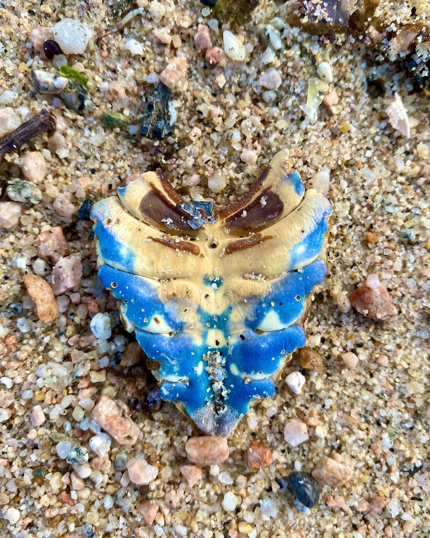 BLOG 2:11:2022 Sea Creature Beauty5.JPG