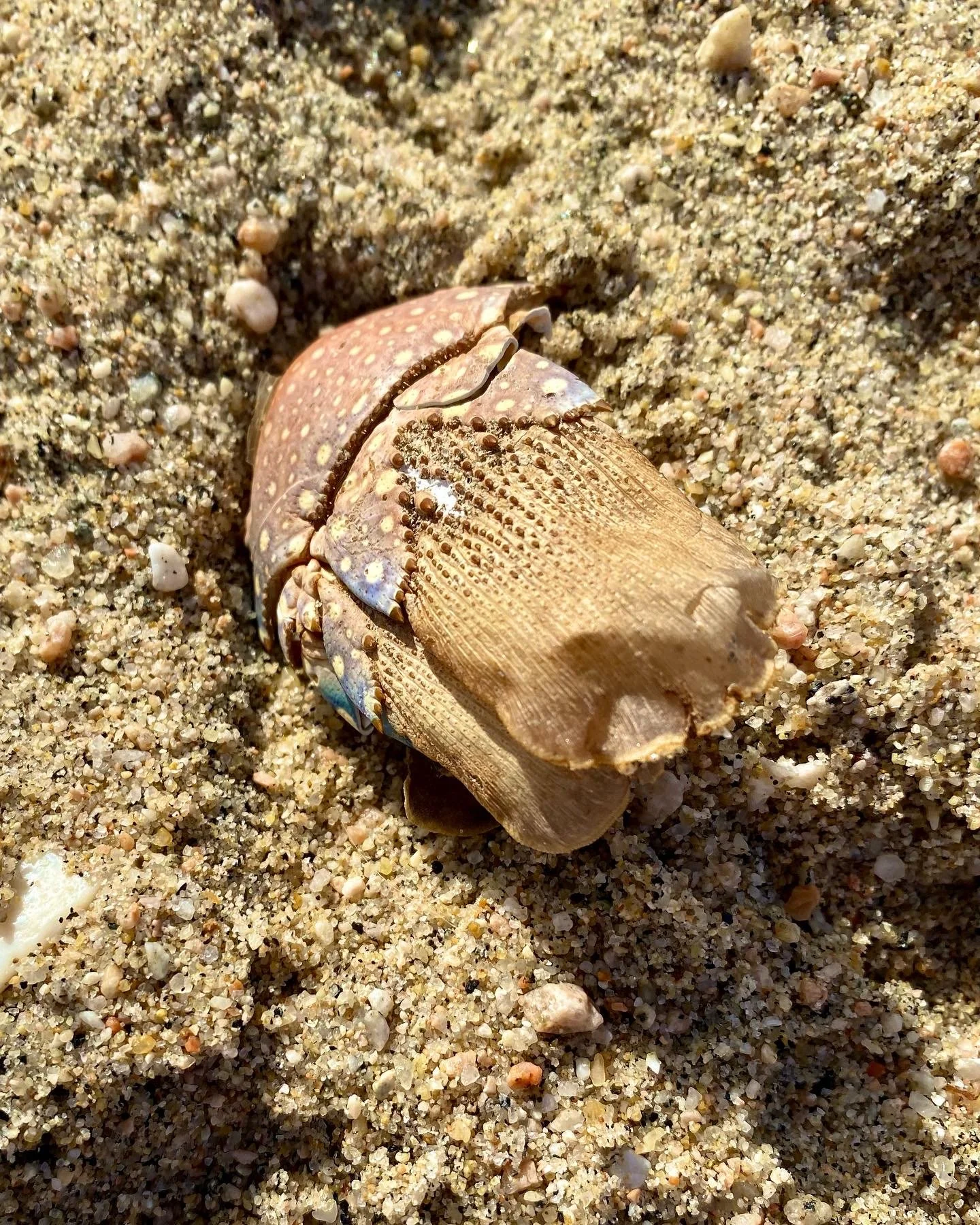 BLOG 2:11:2022 Sea Creature Beauty7.JPG