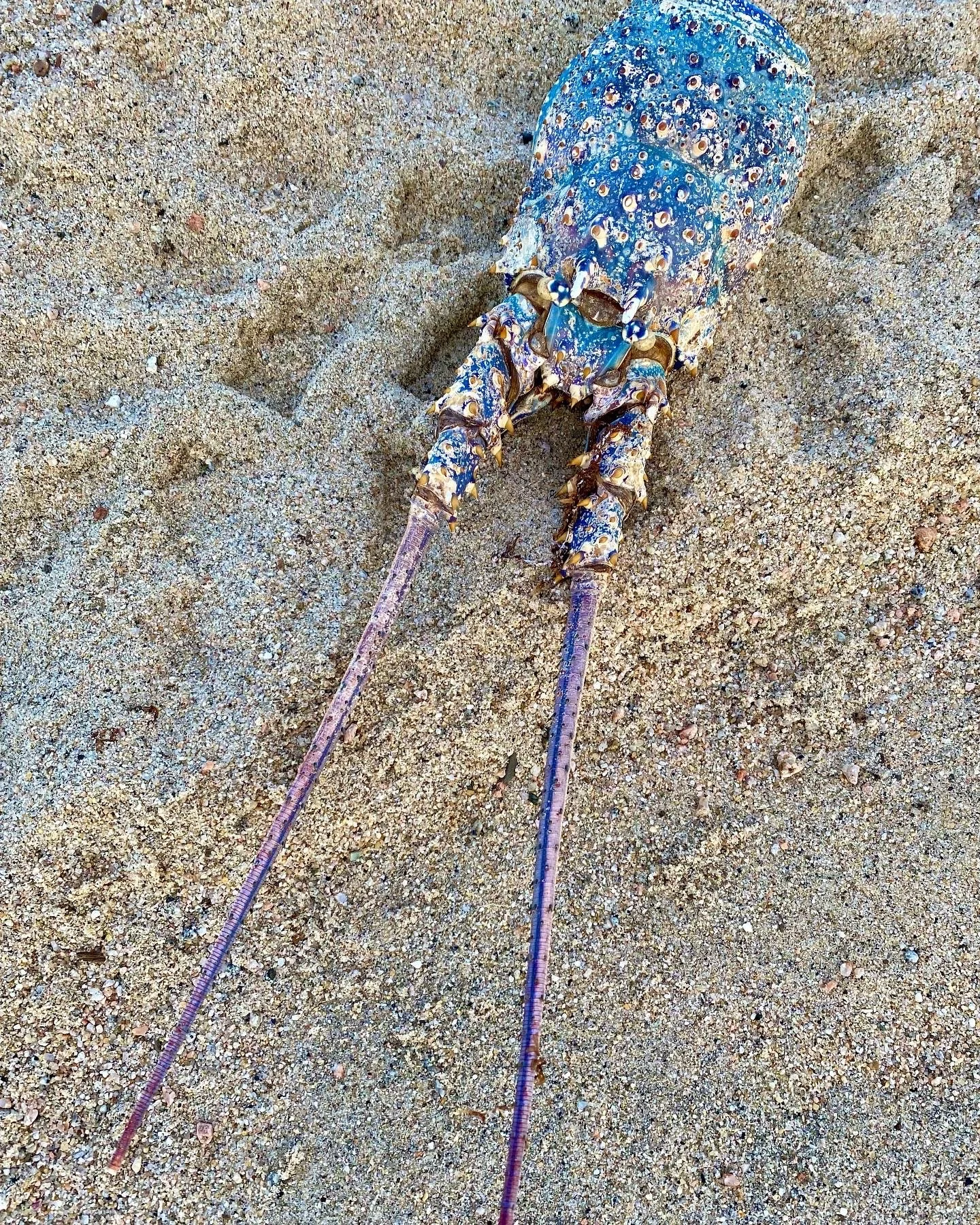 BLOG 2:11:2022 Sea Creature Beauty6.JPG