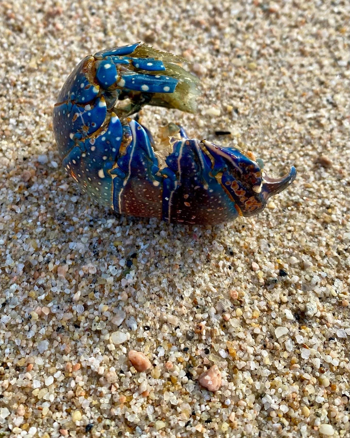 BLOG 2:11:2022 Sea Creature Beauty8.JPG