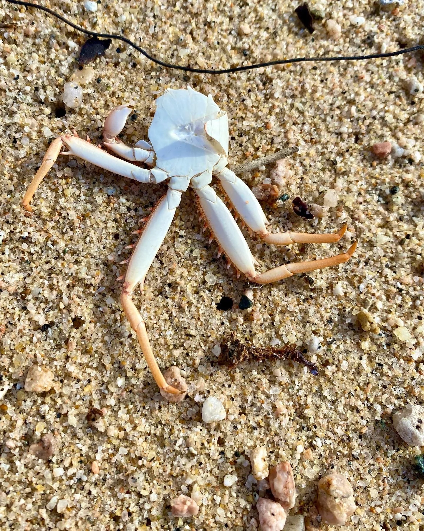 BLOG 2:11:2022 Sea Creature Beauty9.JPG