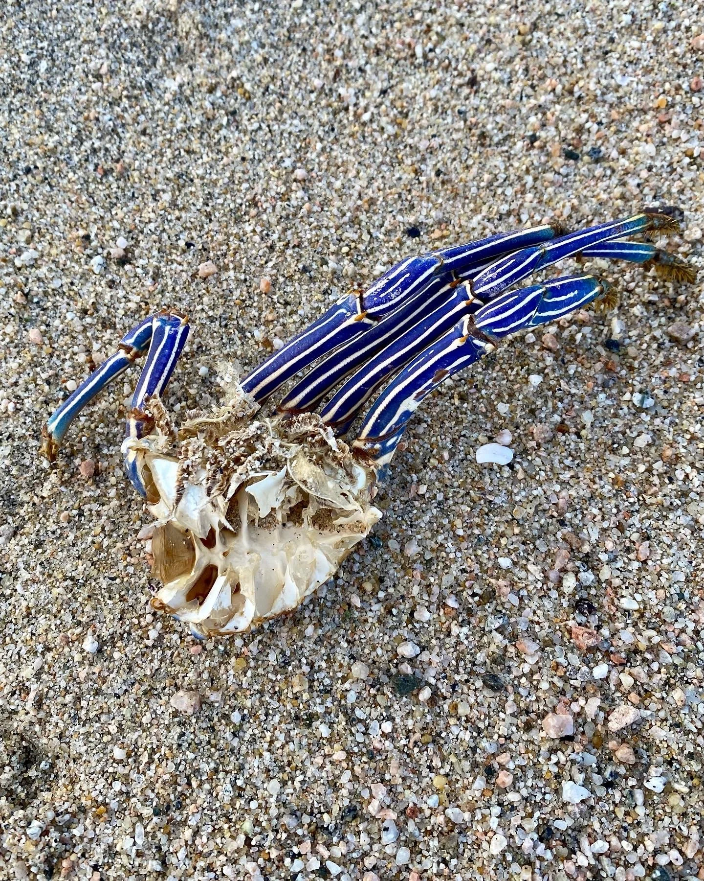 BLOG 2:11:2022 Sea Creature Beauty10.JPG