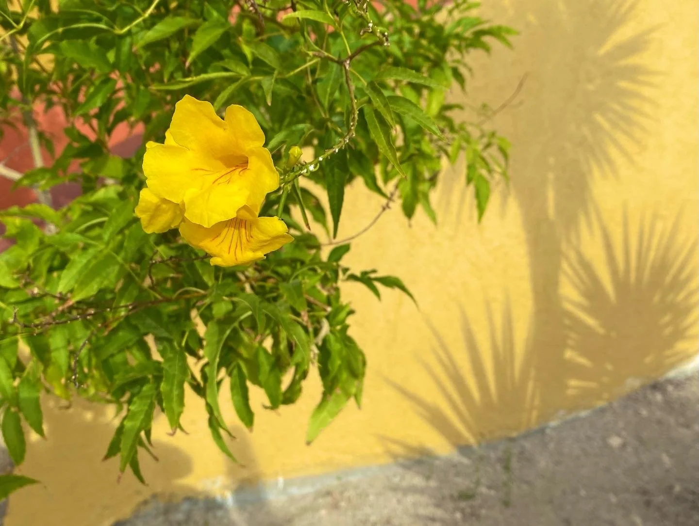 BLOG 2:11:2022 Mexico Cactus2.JPG