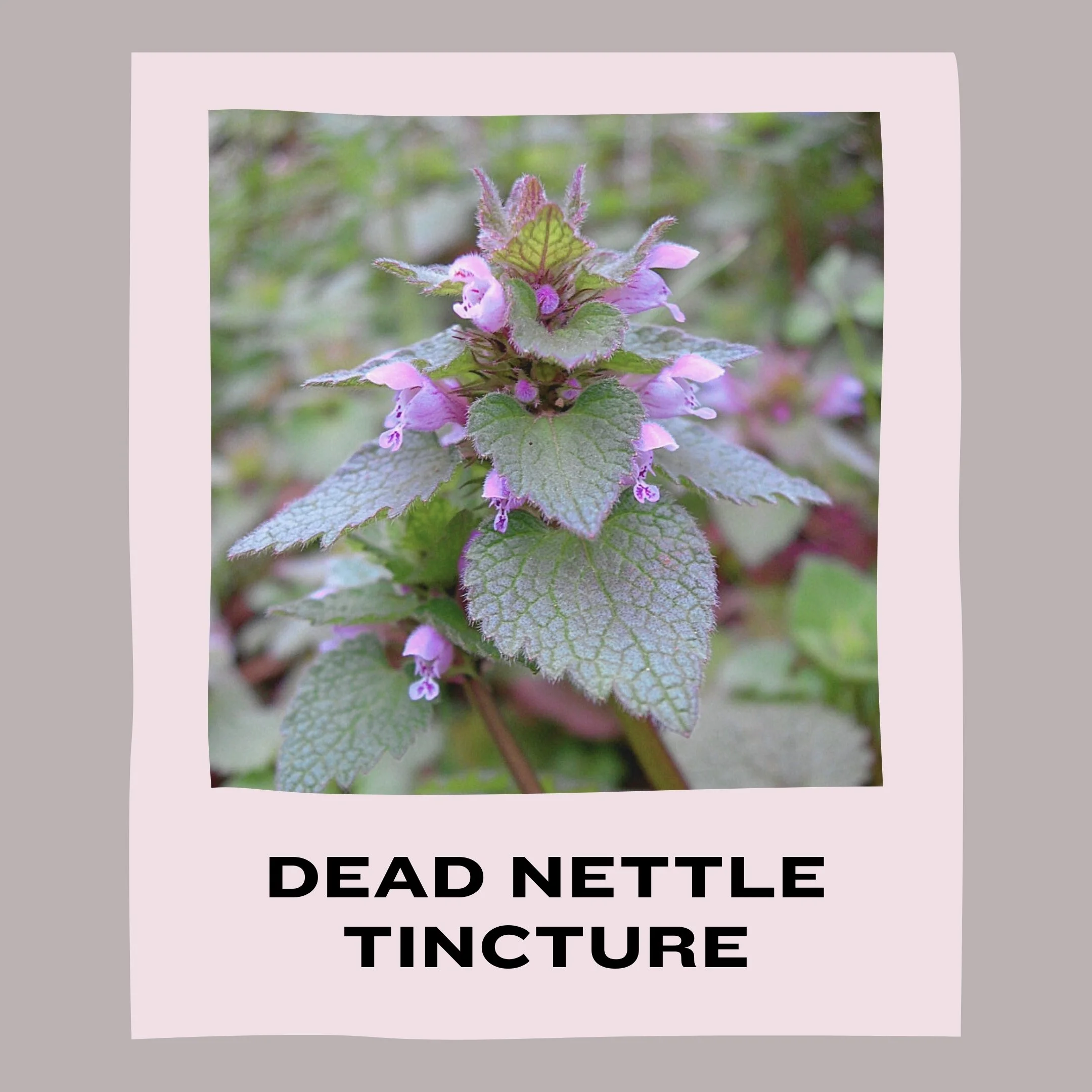 DEAD NETTLE TINCTURE.jpg