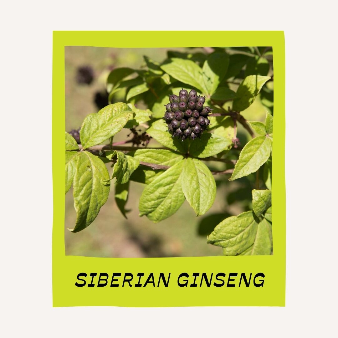 siberian ginseng photo.jpg