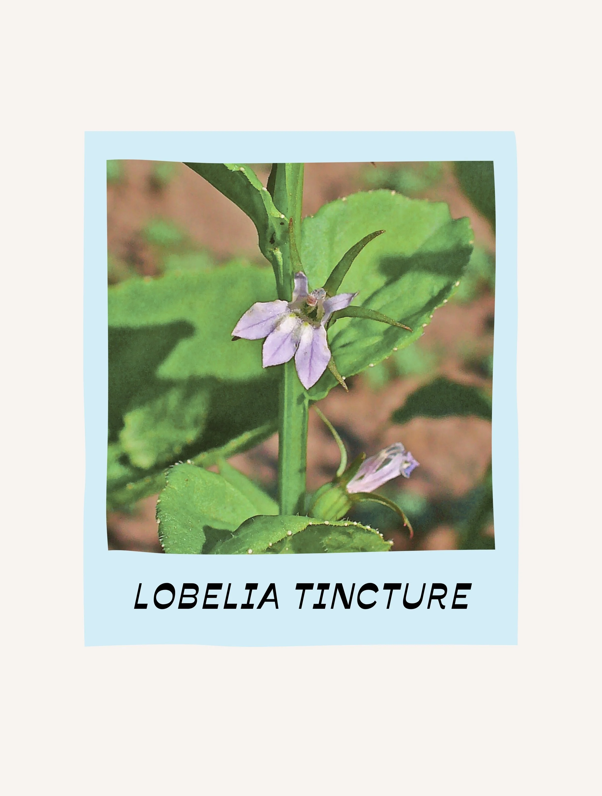 LOBELIA TINCTURE.jpg