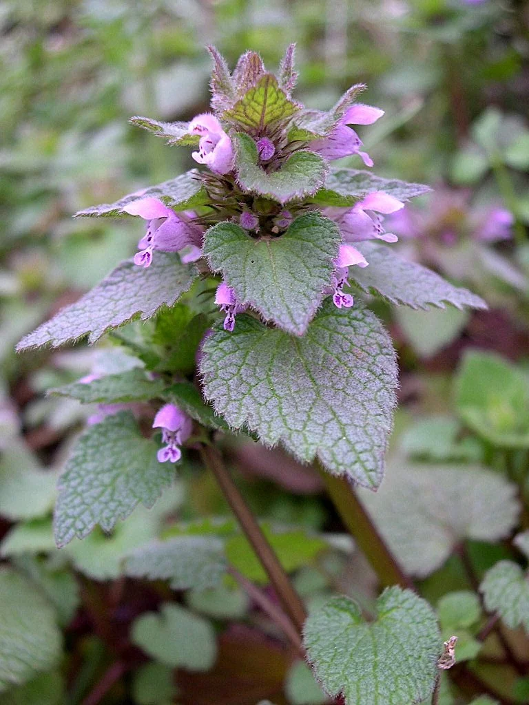 PURPLE DEAD NETTLE TINCTURE ••• nutritious herbal extract for allergy season