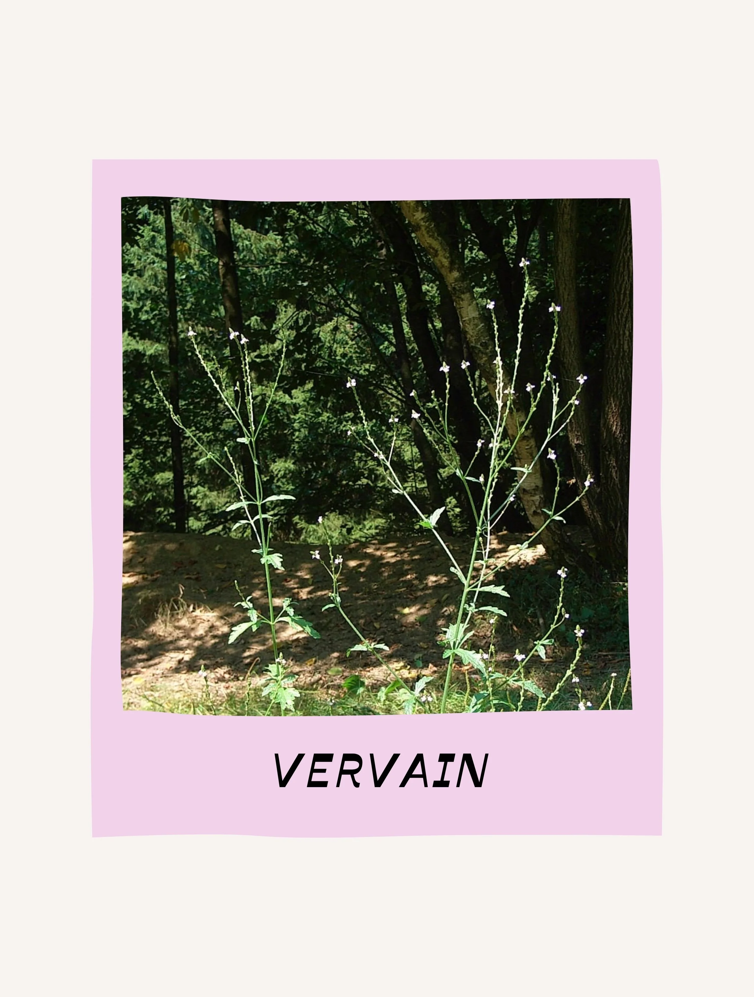 VERVAIN TINCTURE.jpg