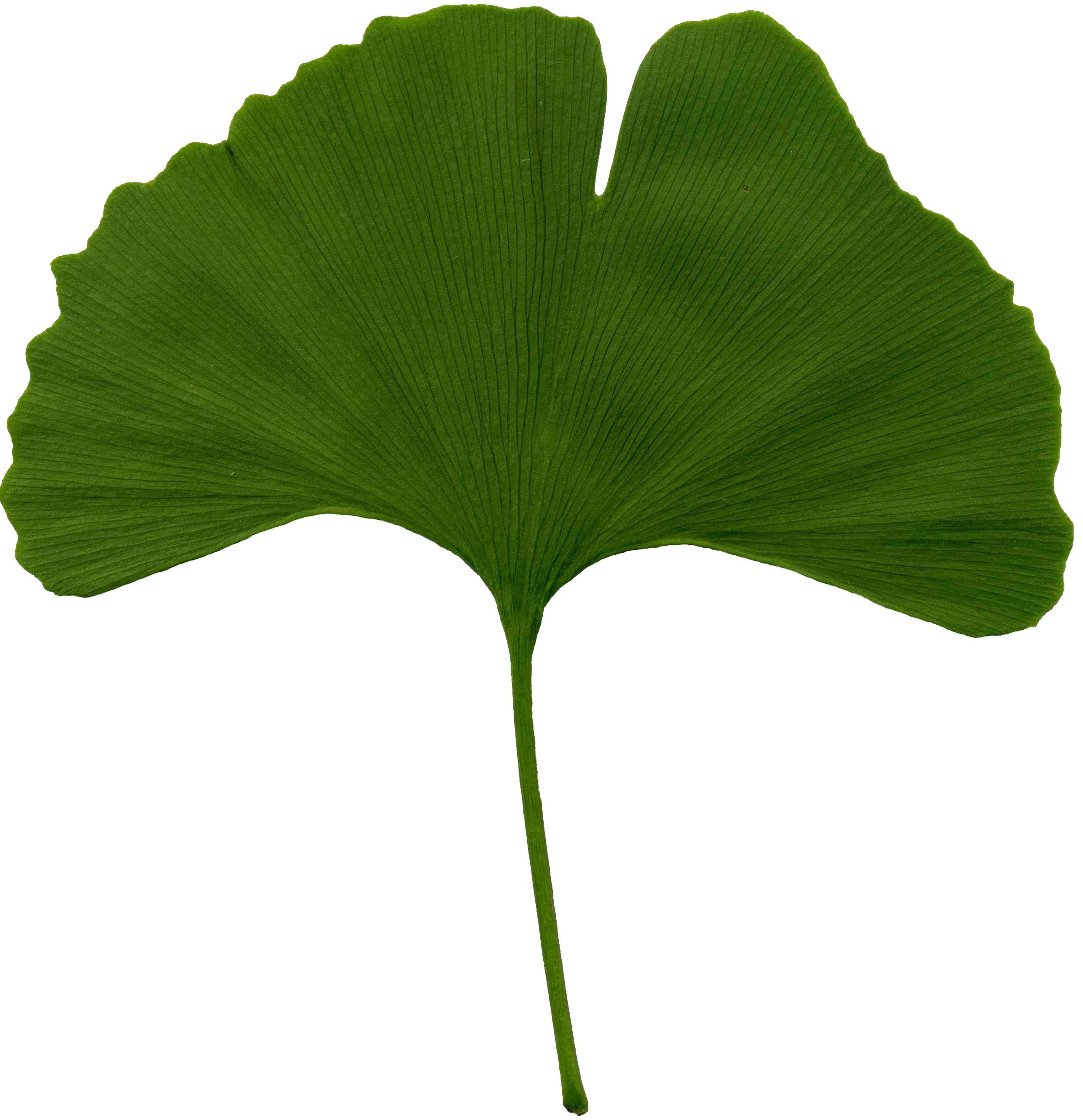 Ginkgo_biloba_scanned_leaf.jpg