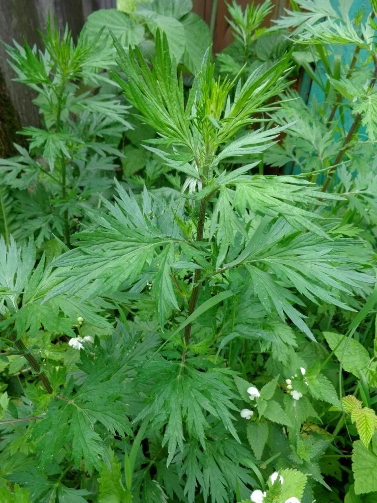 MUGWORT TINCTURE ••• herbal extract for dreamwork, relaxation, female tonic