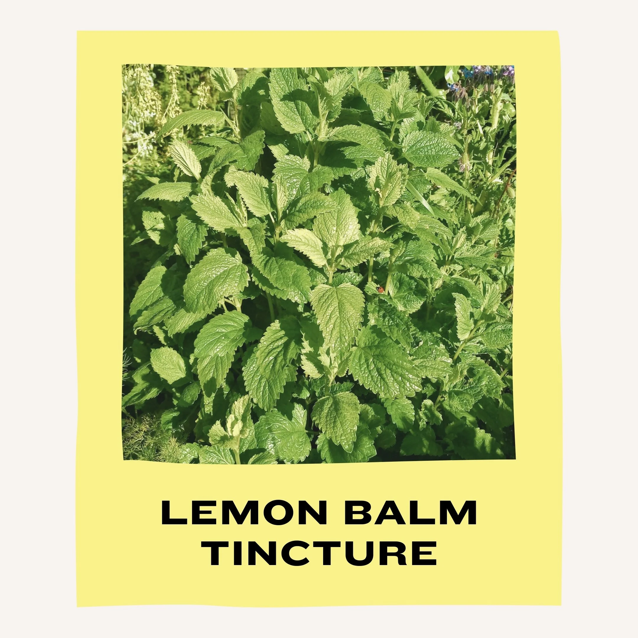 LEMON BALM TINCTURE.jpg