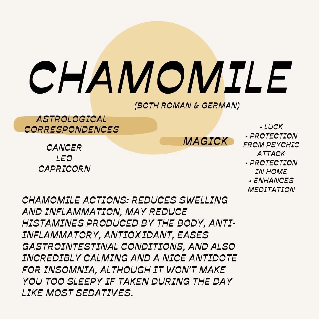 chamomile herb (2).jpg