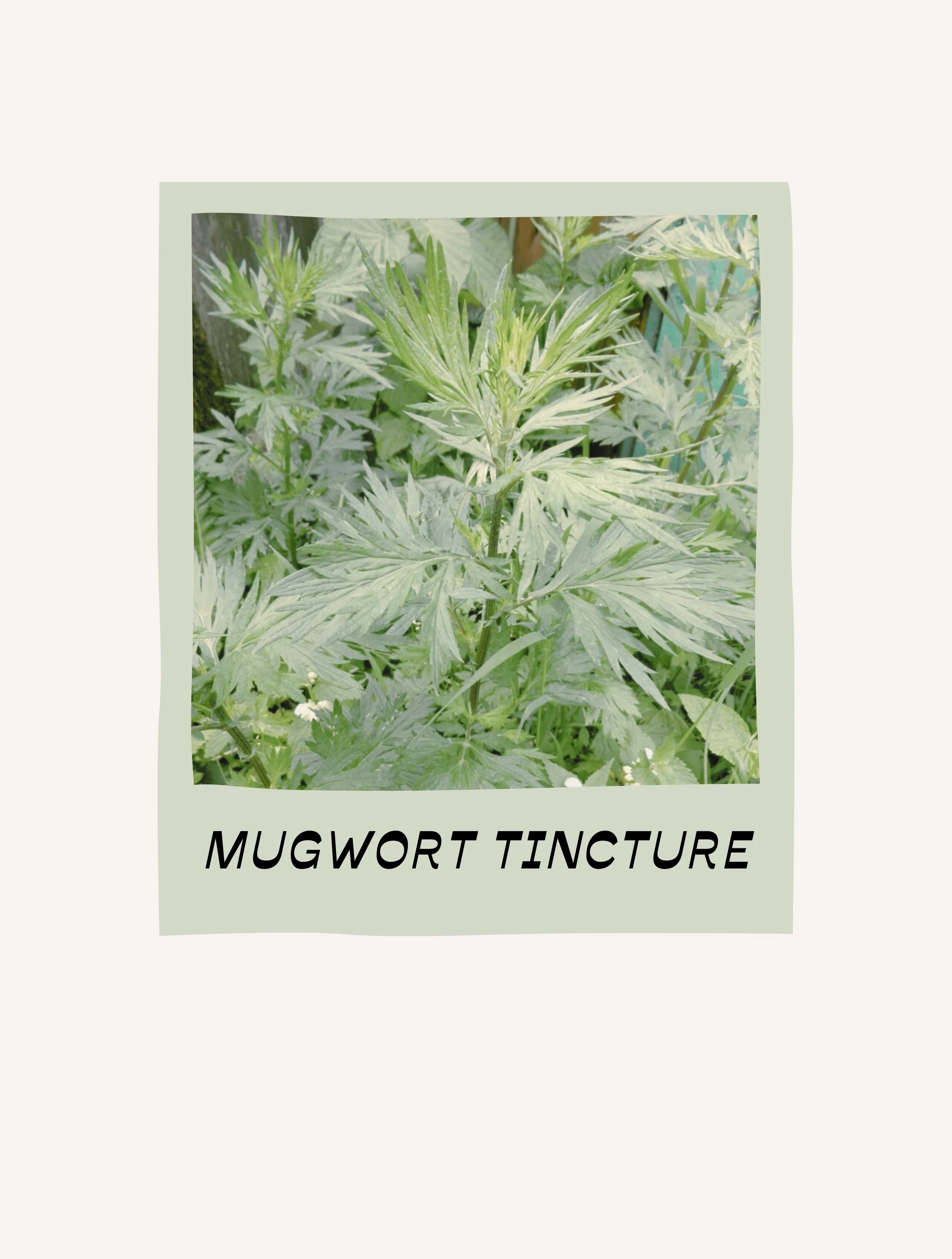 MUGWORT TINCTURE.jpg