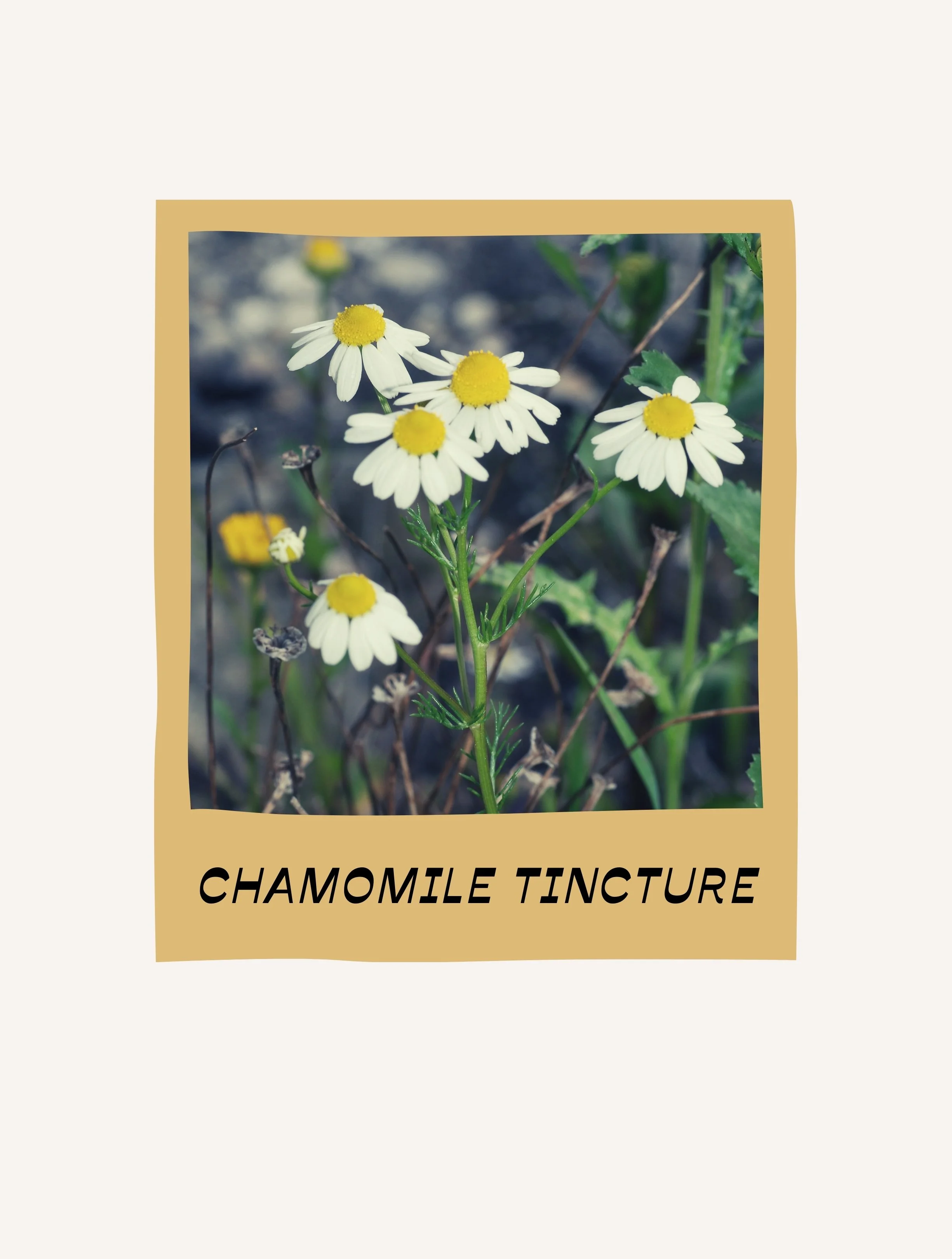 CHAMOMILE TINCTURE.jpg