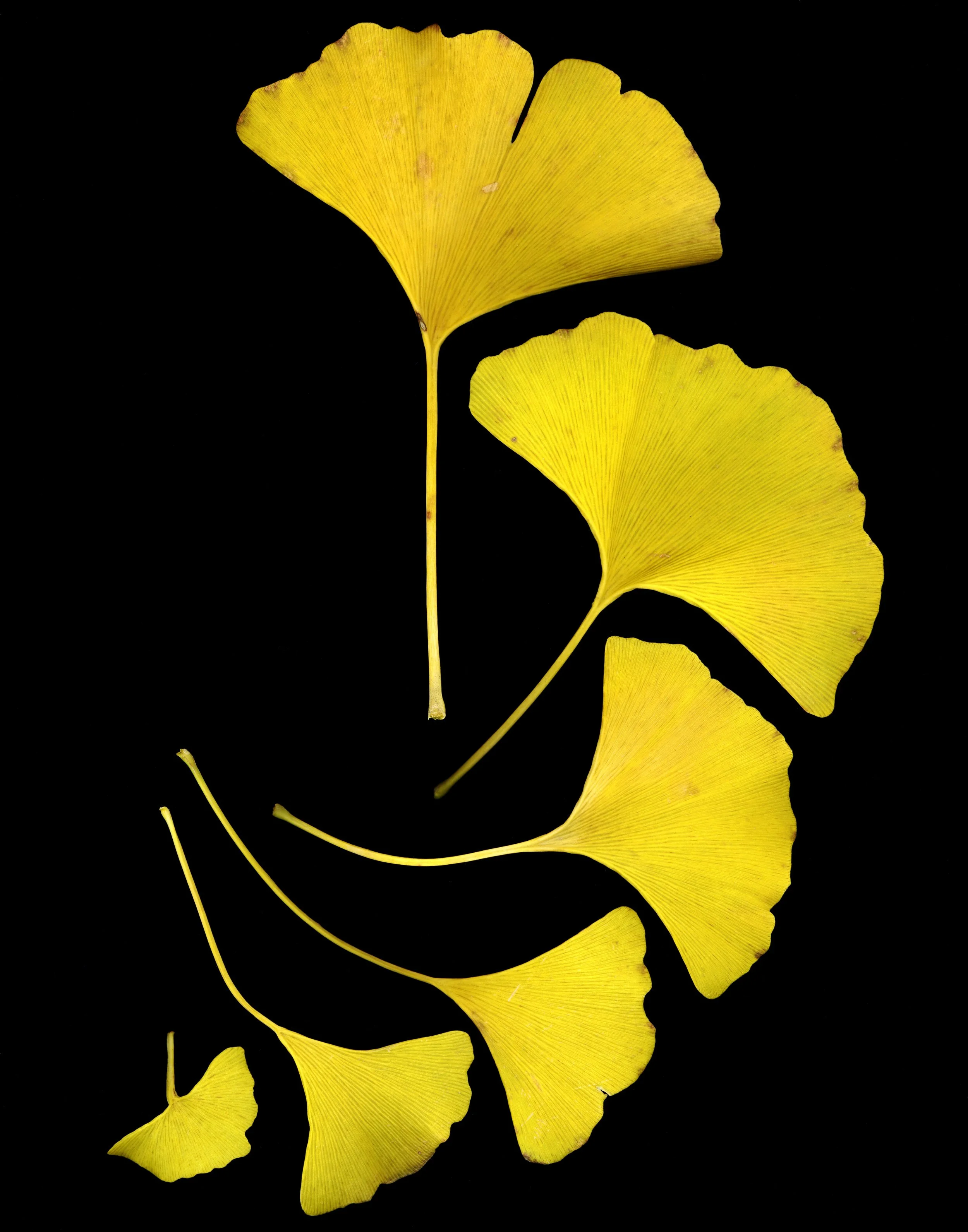 GinkgoLeaves.jpg