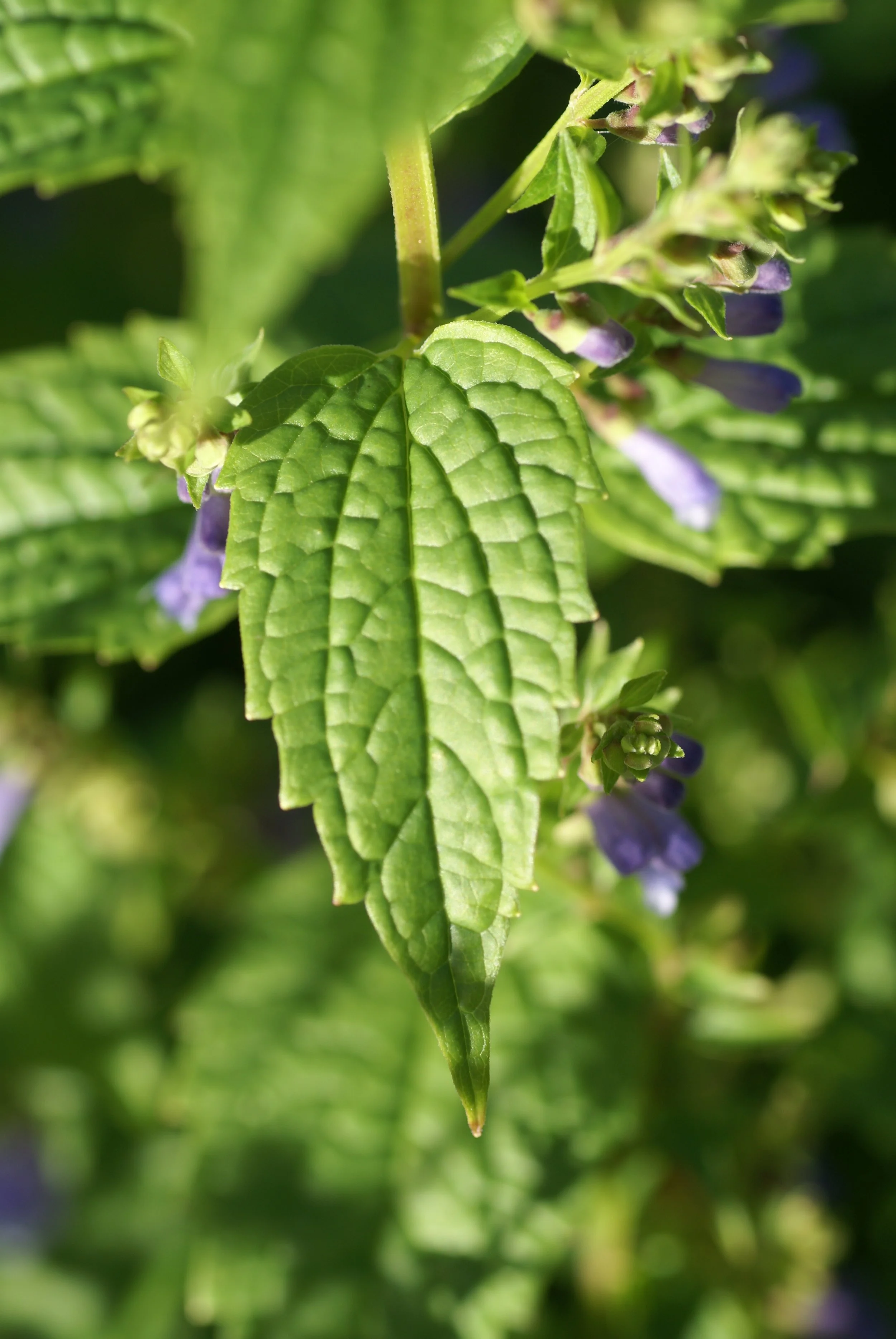 SKULLCAP TINCTURE ••• herbal nervine for relaxation, stress reduction