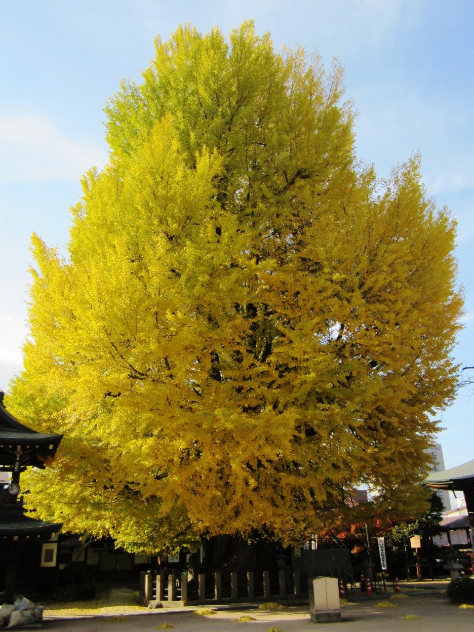Big_Ginkgo_Tree_in_Hida_Kokubun-ji.jpg