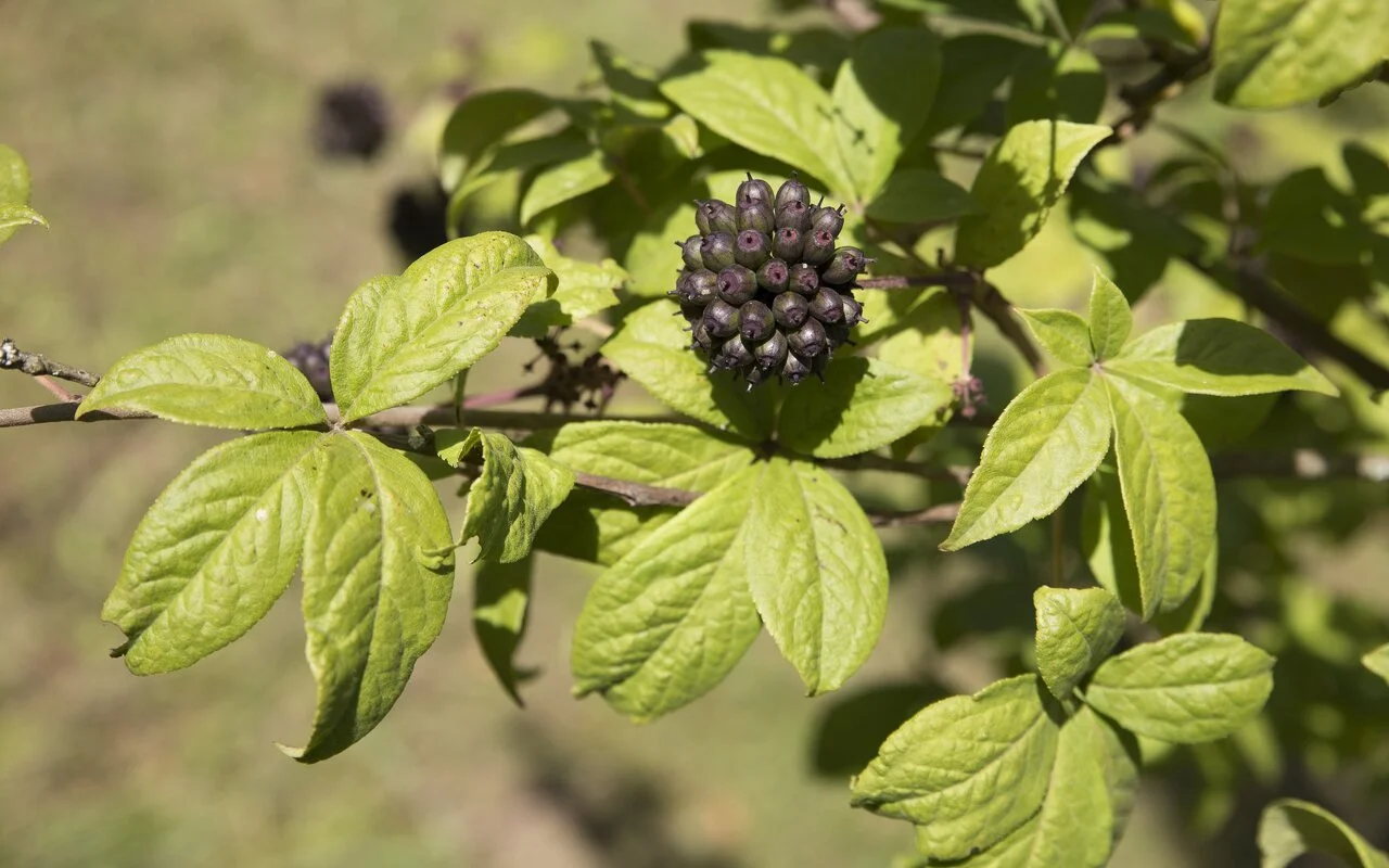 SIBERIAN GINSENG TINCTURE ••• adaptogen herb to reduce fatigue, improve mental clarity, support overall wellbeing