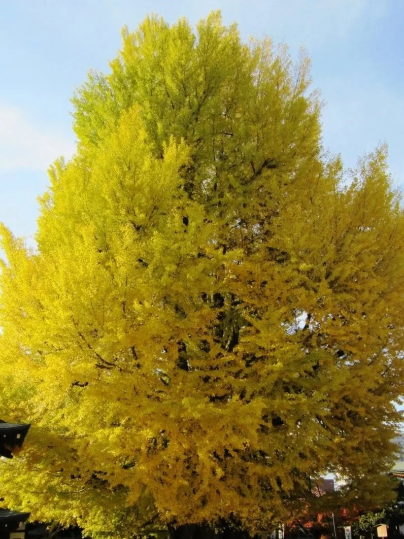 GINKGO TINCTURE ••• herbal tincture for cognitive support