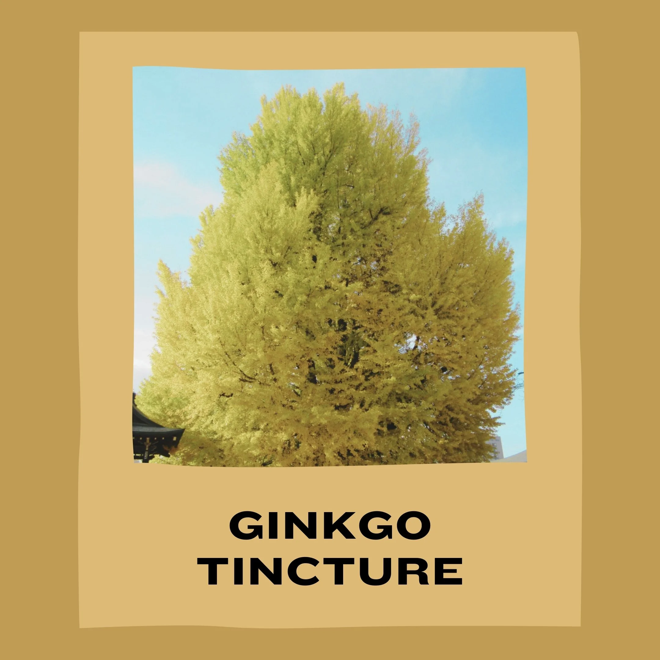 GINKGO TINCTURE.jpg