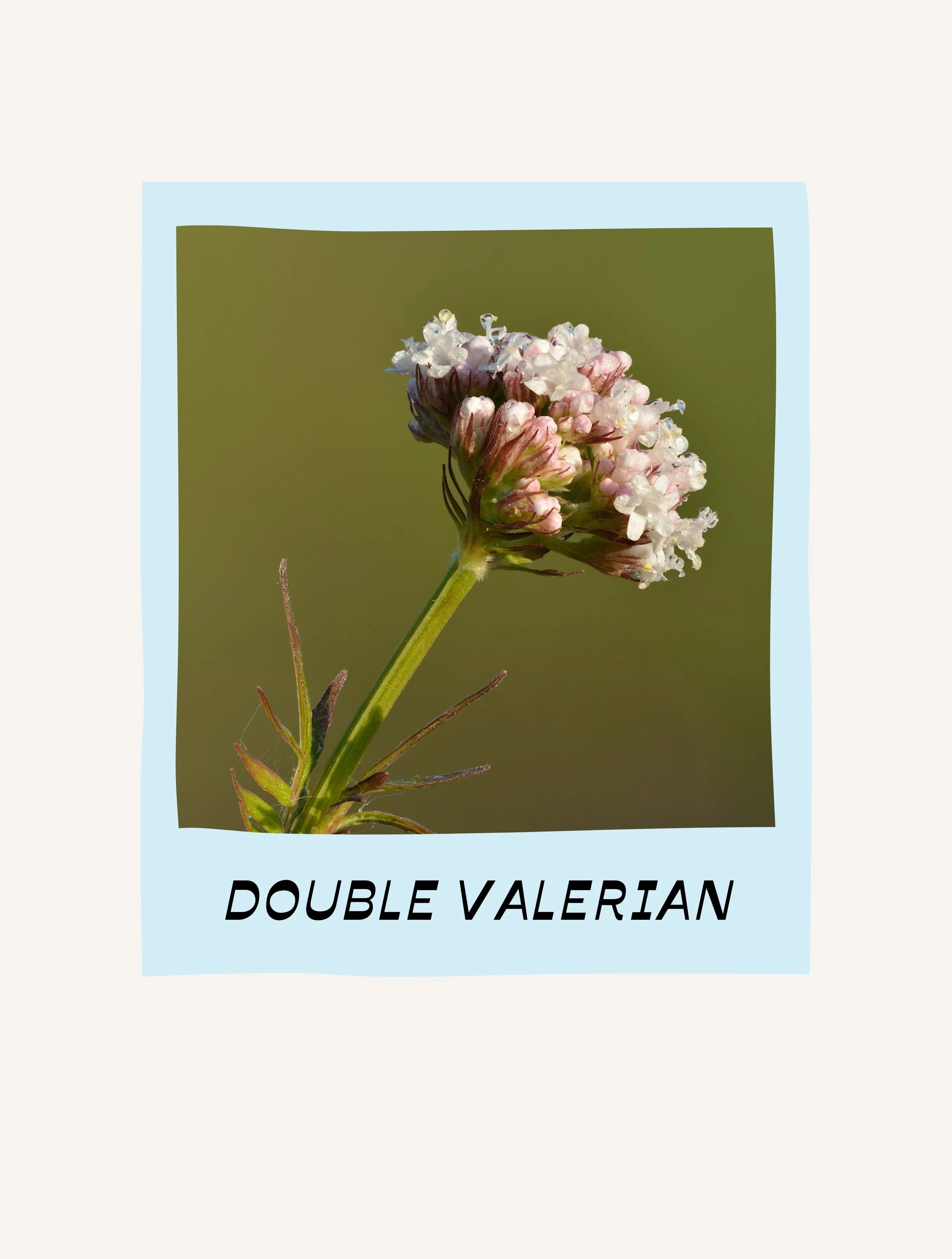 DOUBLE VALERIAN.jpg