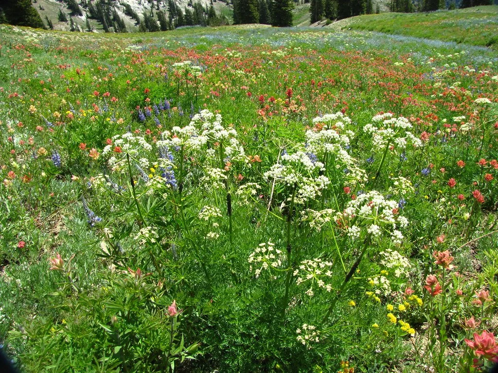 osha 4832395955_7a6c2323e7_b copy.jpeg