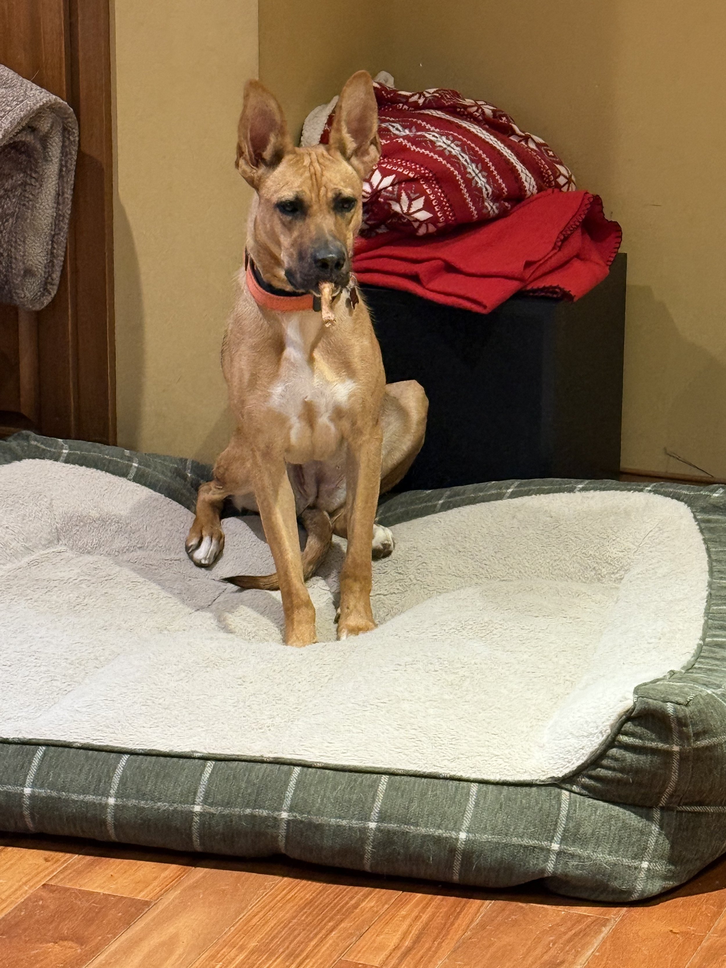 German Shep Mix/ Available