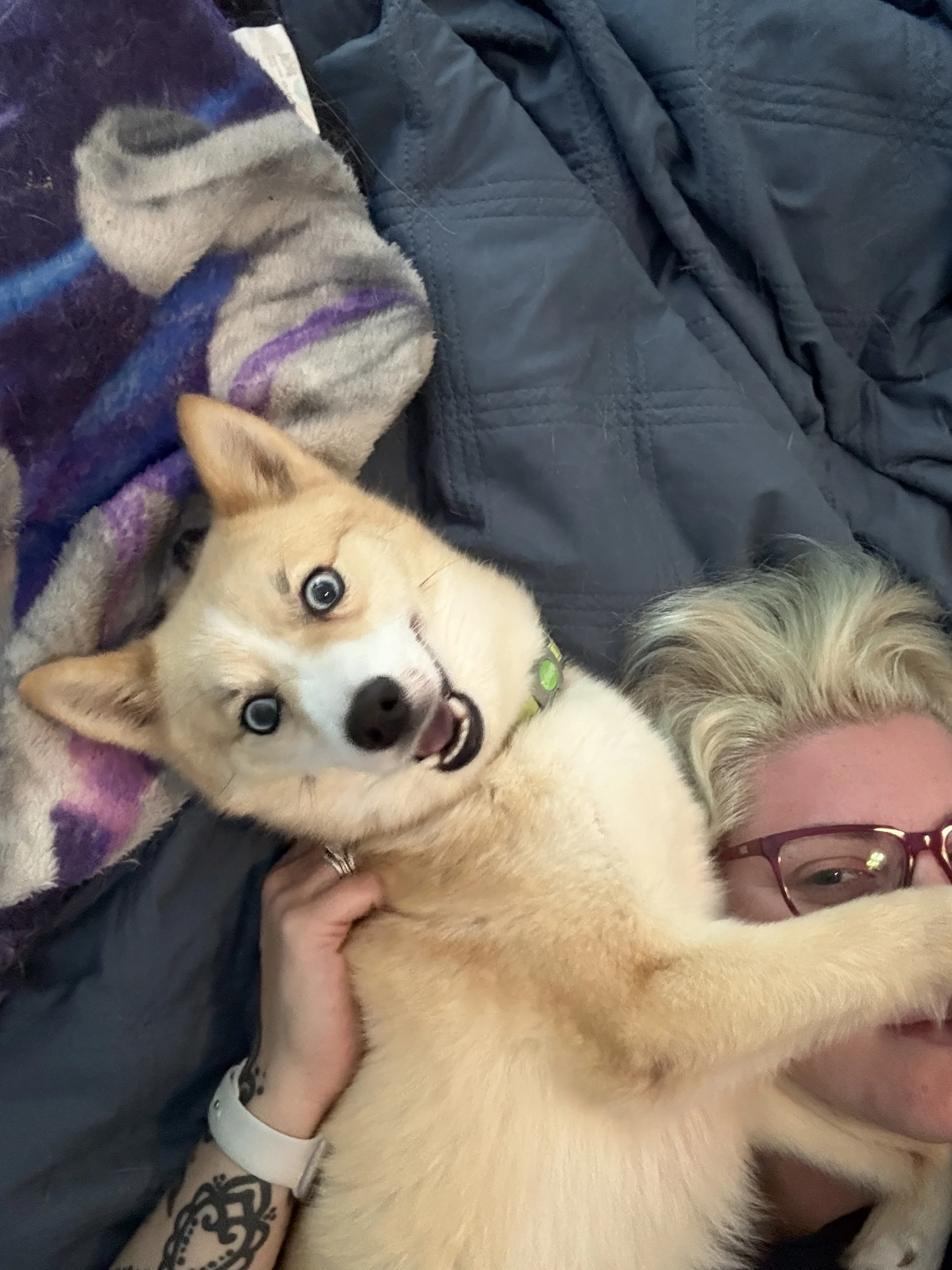 Nibbit