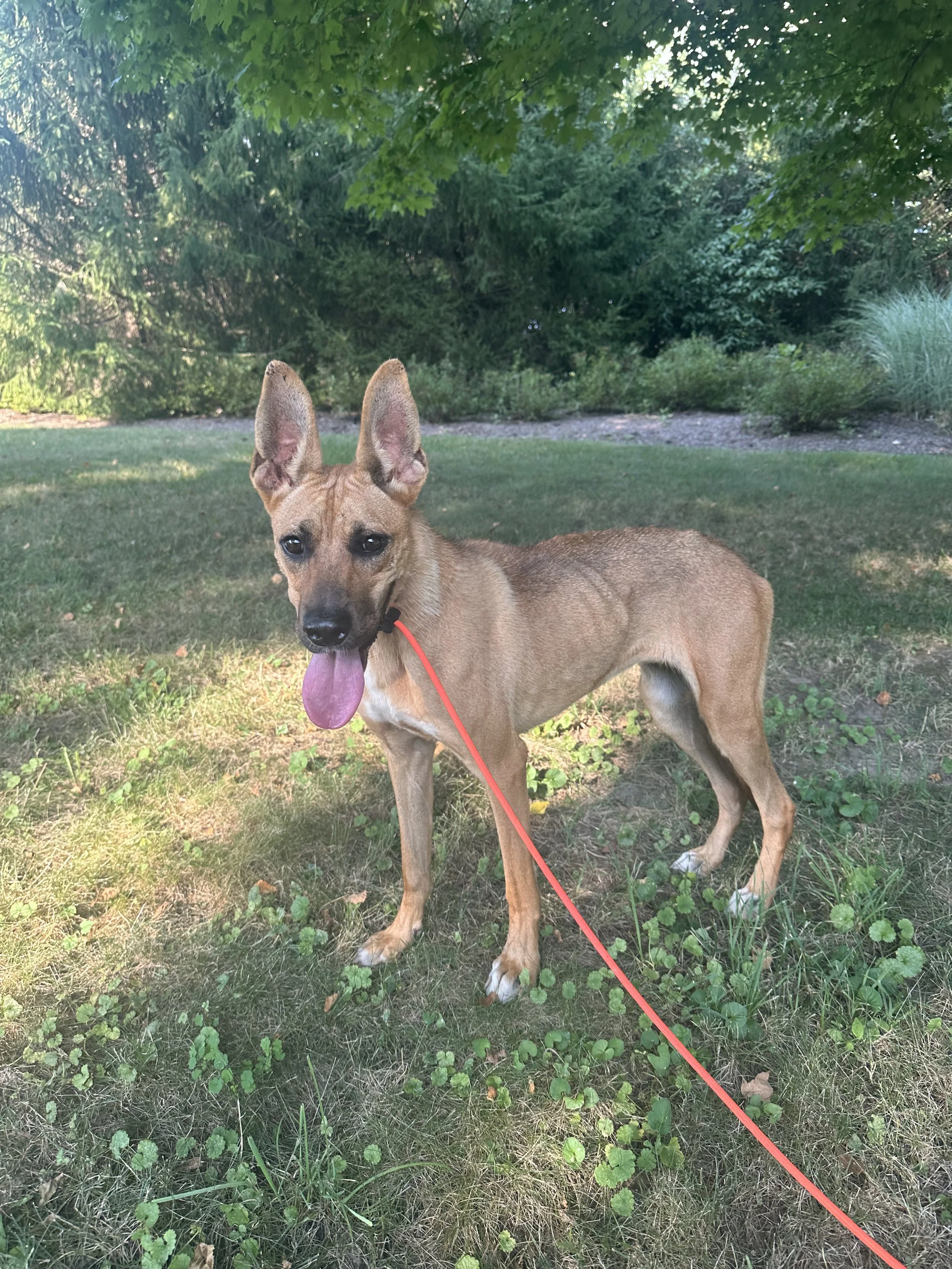German Shep Mix/ Available