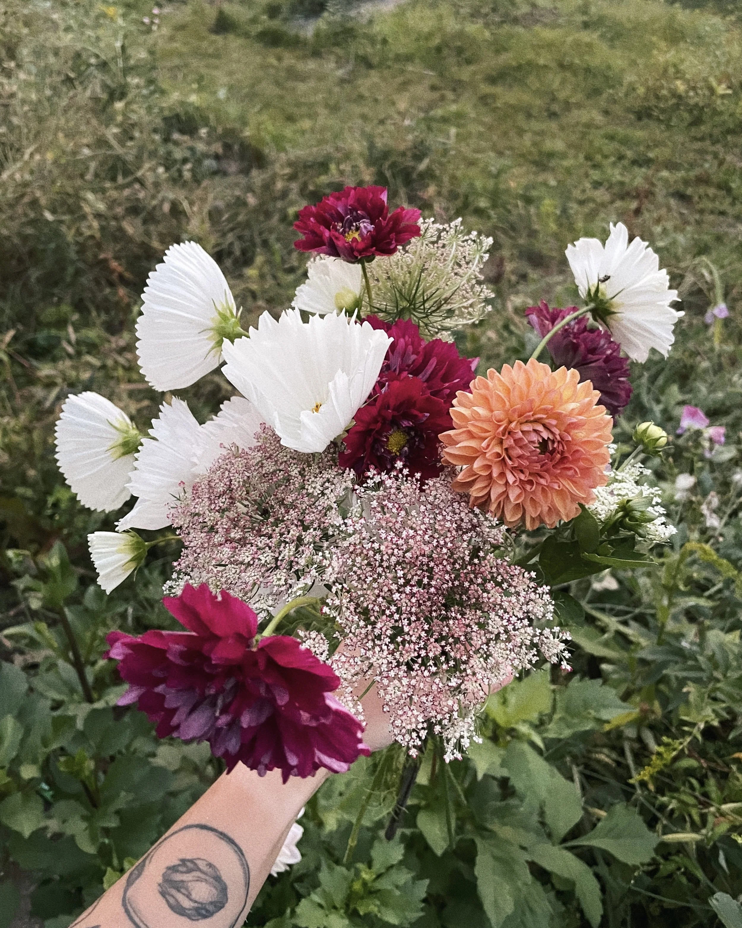 Dahlia CSA