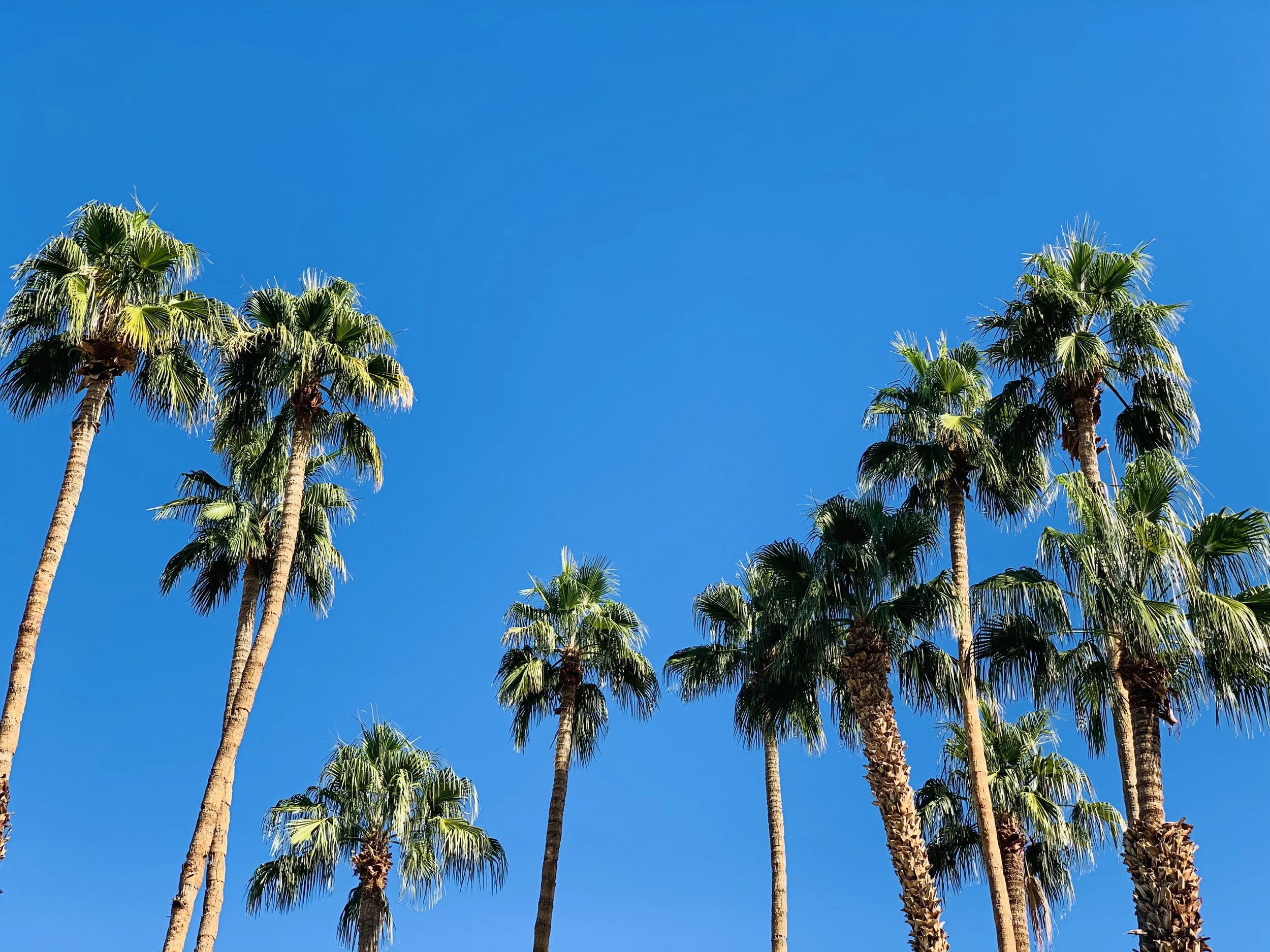 Tall palm trees with green fronds against a clear blue sky.