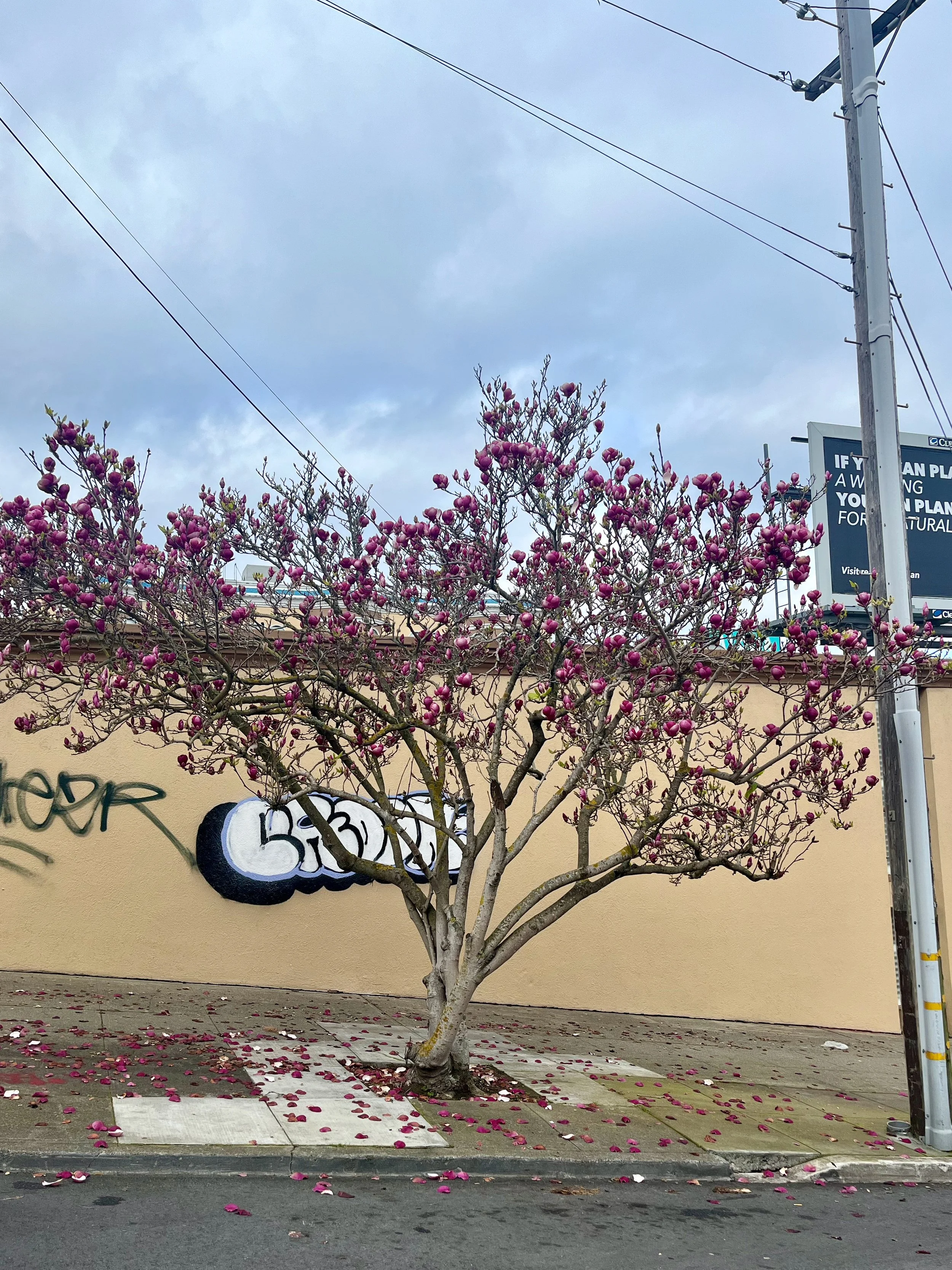 A pink-leaved flowering tree growing next to a sidewalk with fallen petals on the ground, against a beige wall with graffiti and an overcast sky.