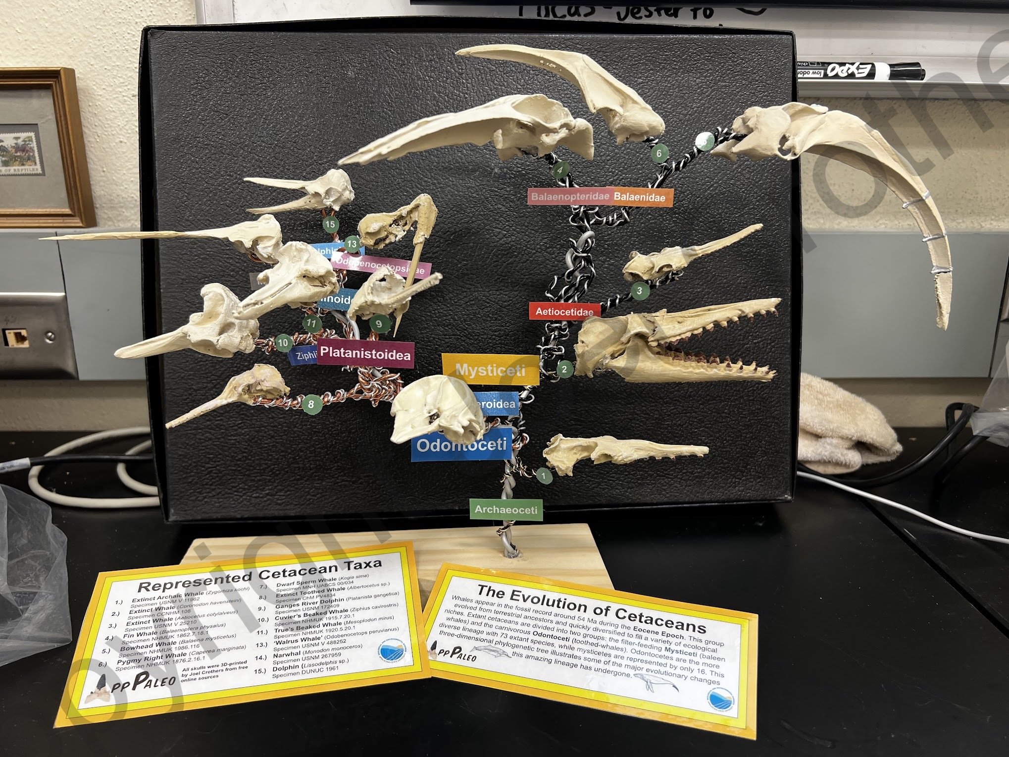 App_3DPrinted_WhaleTree.jpeg