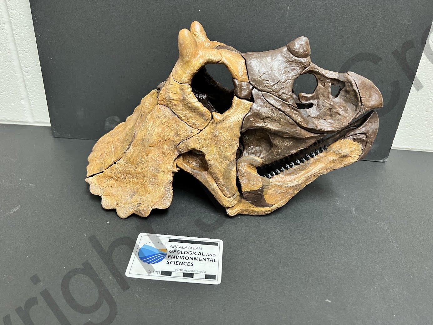 BDM_Triceratops_PaintJob2.jpg