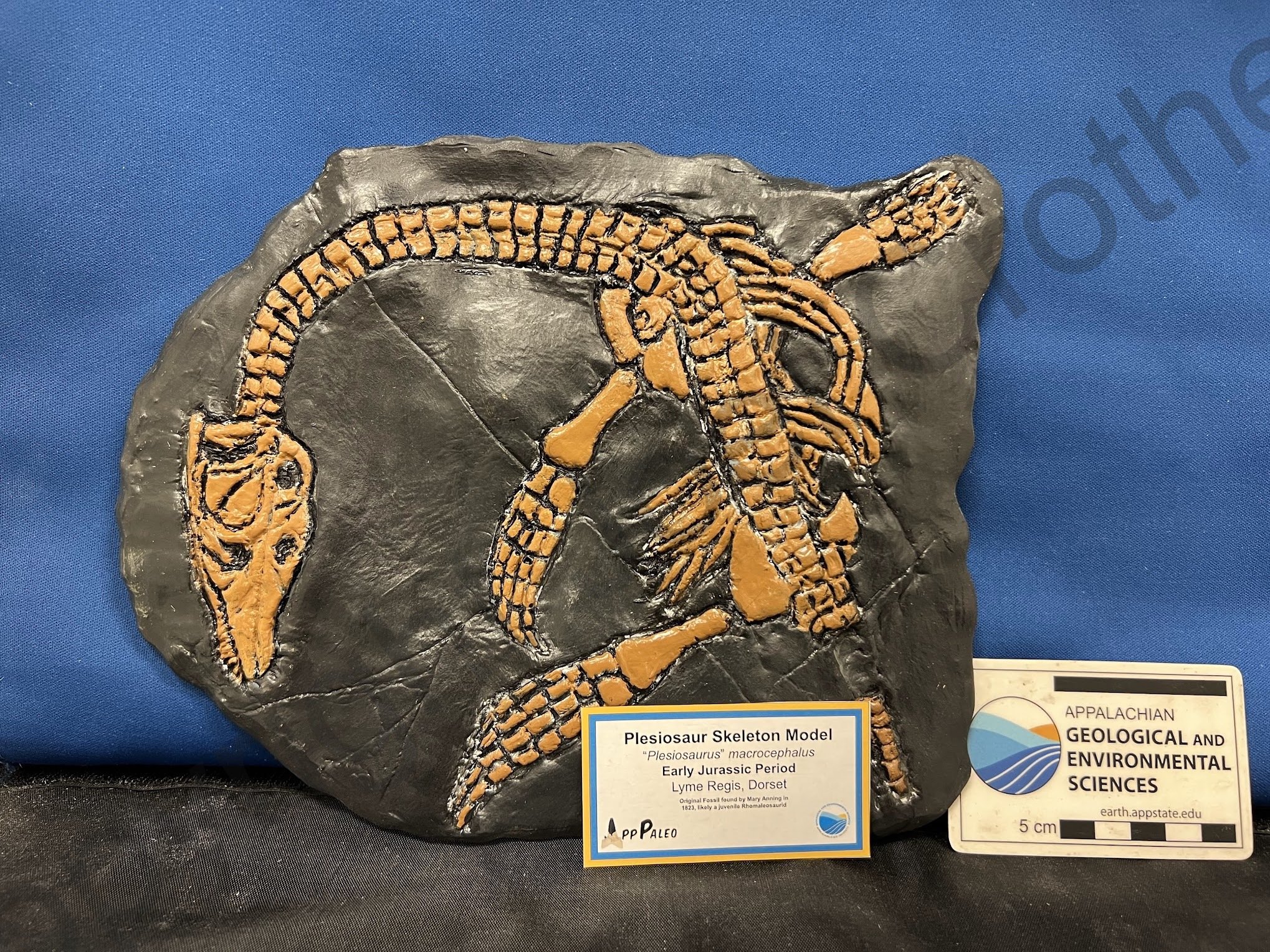 PersonalProject_Plesiosaur_Sculpture2.jpeg
