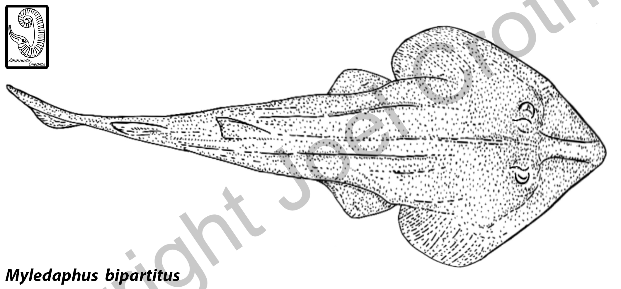 App_Myledaphus_Digital.png
