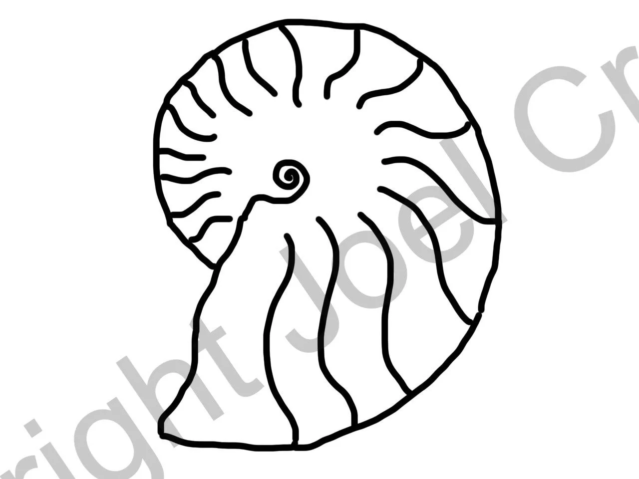 Week6_Paleosummer ammonite.jpg