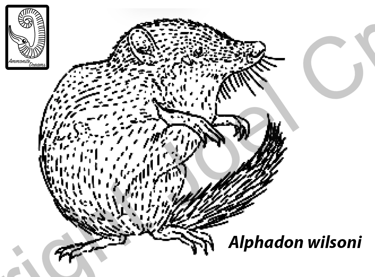 App_Alphadon_Digital.png