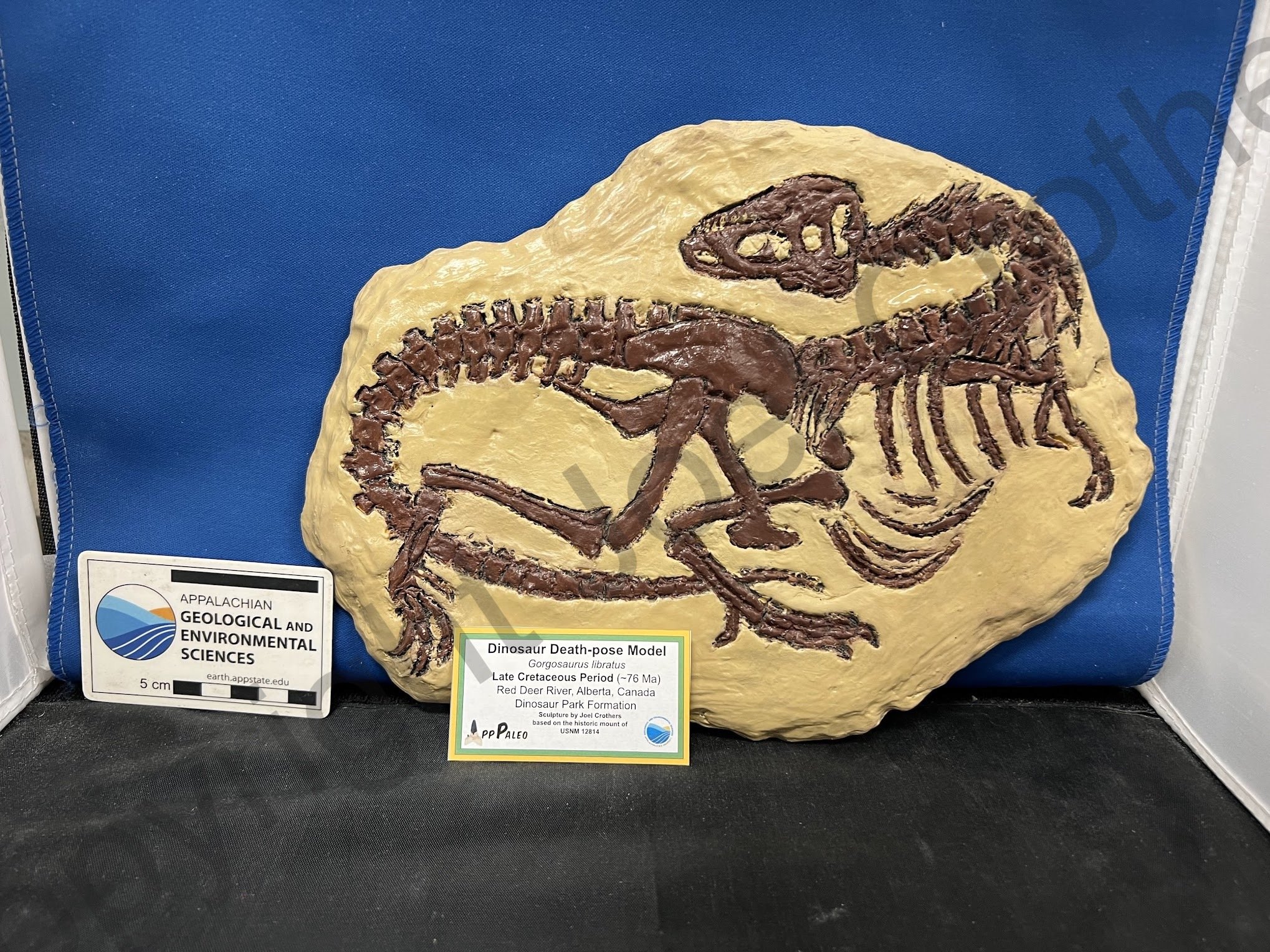 PersonalProject_Gorgosaurus_Sculpture.jpeg
