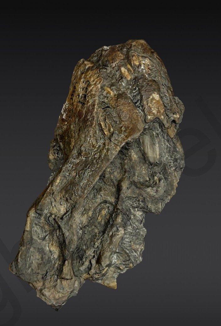 UCM_Gorgonops_AboundScan.jpg